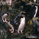Illustration for article titled Flightless Friday - Eudyptes robustus Edition